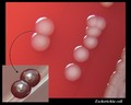 escherichia coli